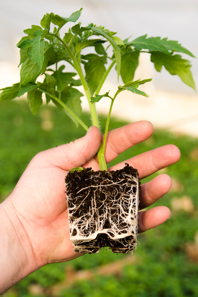 Grow Like a Pro: Master Soil Health with Compost Tea Brewers