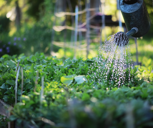 DIY Compost Tea Brewing: Unleash the Power of Microbes for Thriving Gardens!